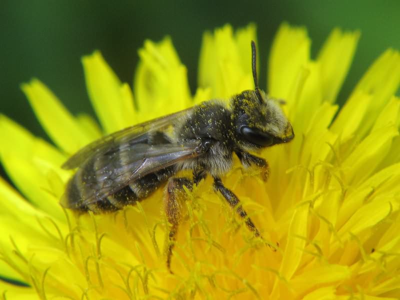 Andrena flavipes Panzer, 1798